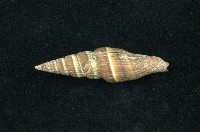 藏品(山蝸牛)的圖片